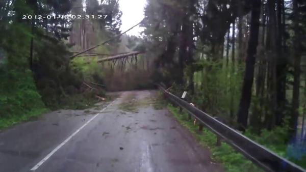 На машину упал весь лес: видео